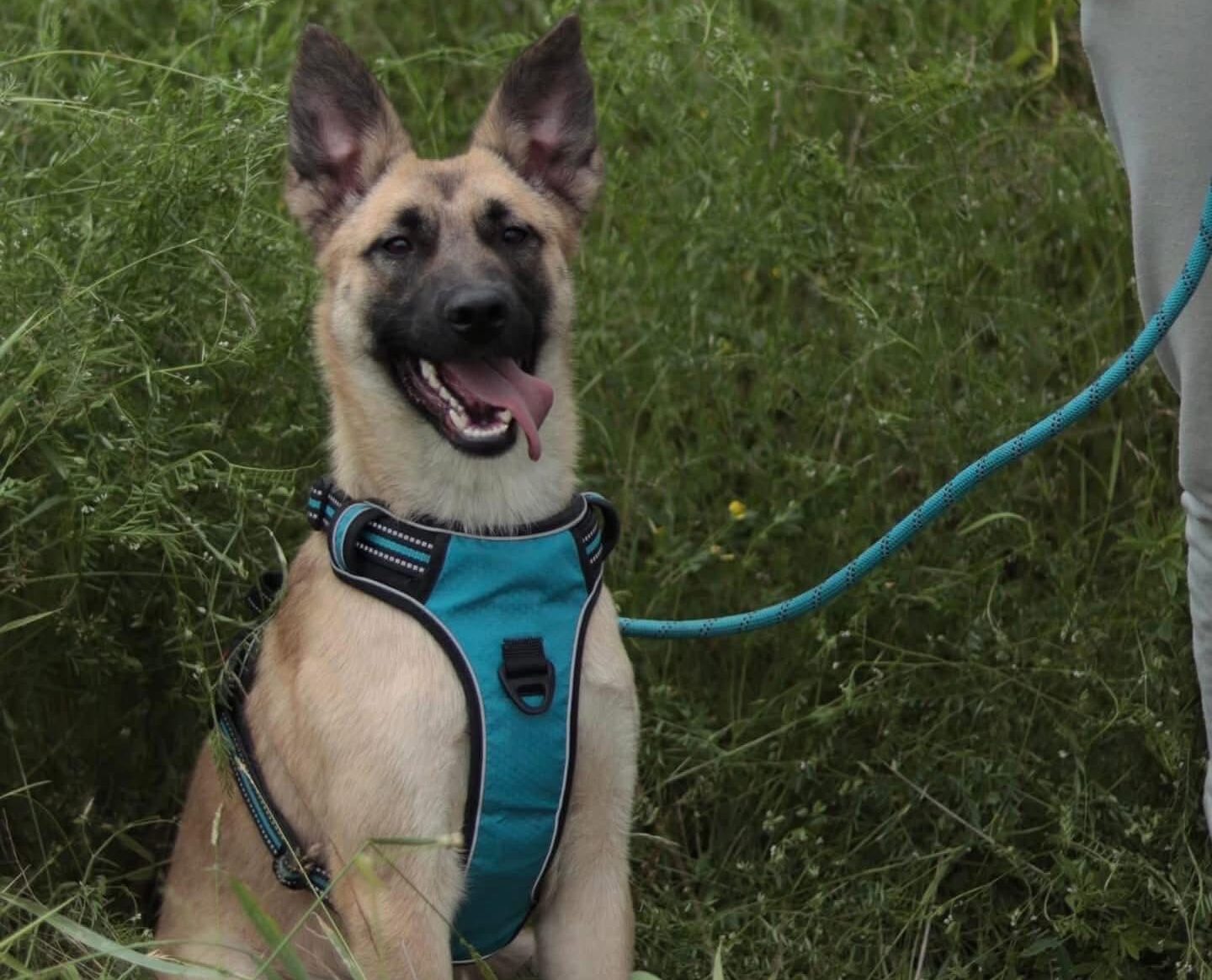 Ellie — the Smart, Playful Pup Ready for Her Forever Home