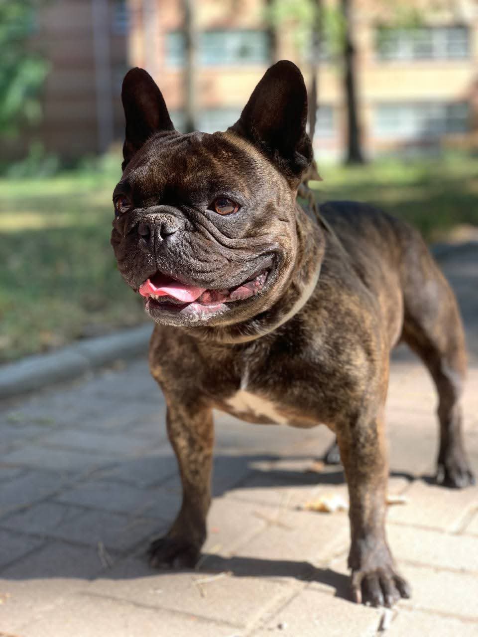 Meet Stitch — A Loving Frenchie Ready for His Forever Home