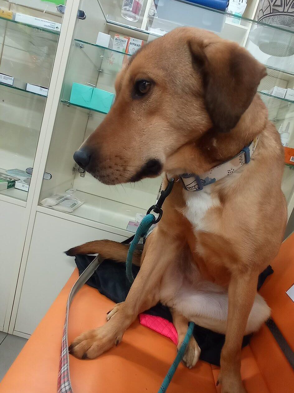 Help Five Ukrainian Dogs Reach Their Forever Homes