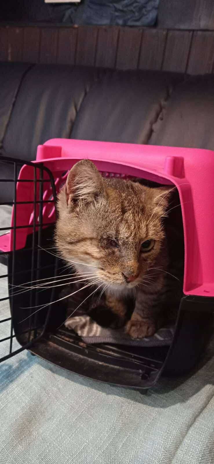 Urgent Help Needed for Abandoned Injured Cat