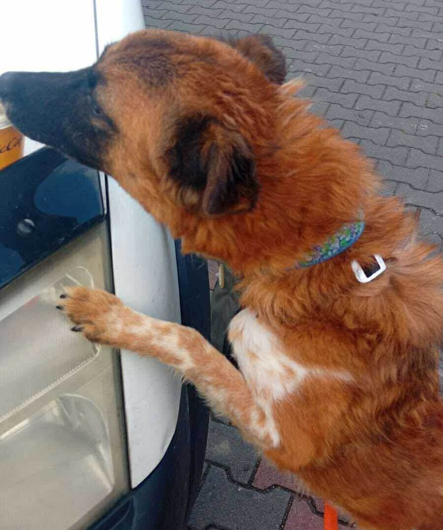 Five Rescued Dogs Cross Into Poland to New Lives