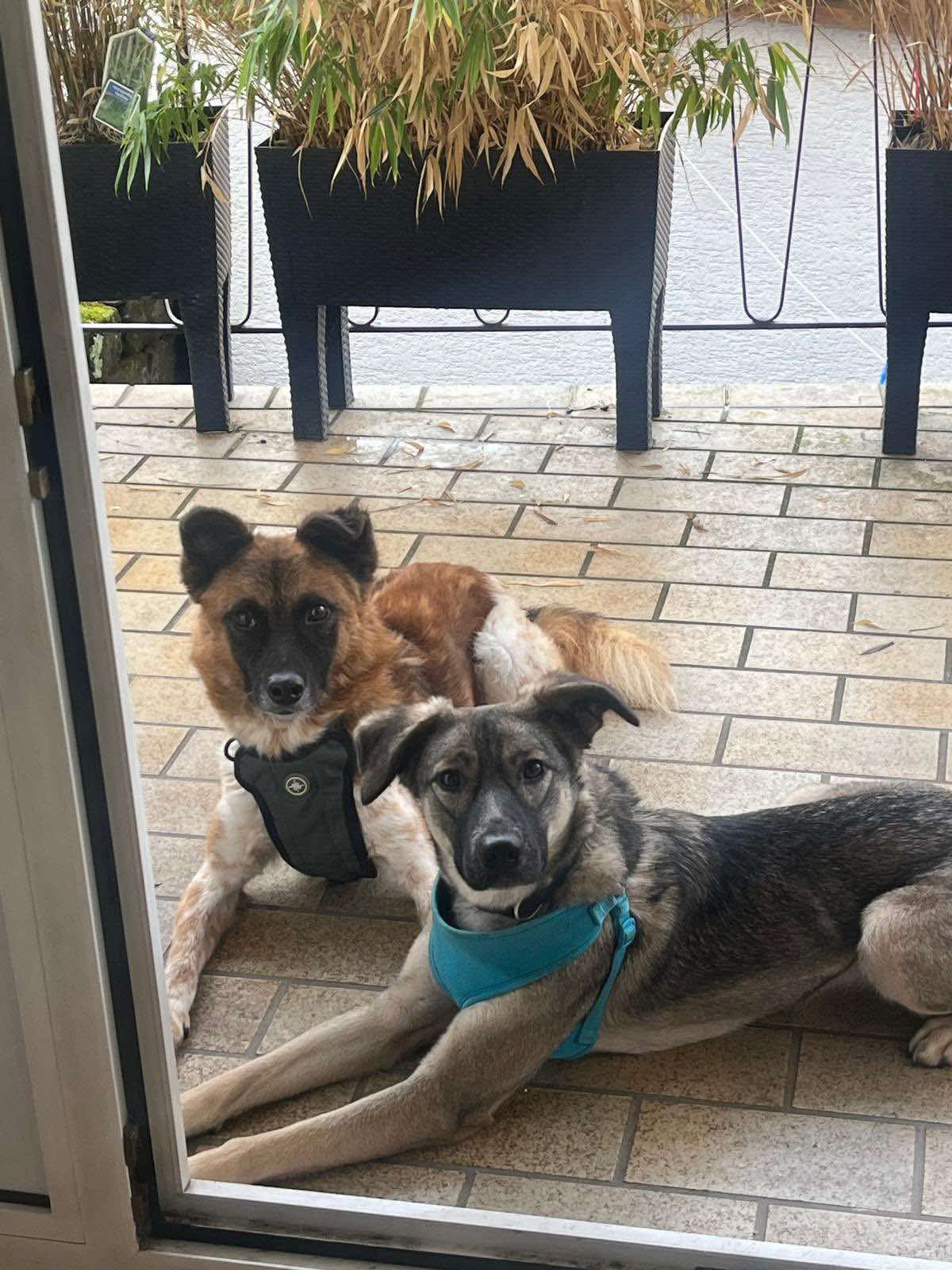 From Ukraine to Love: Gina, Lys & Mrija’s New Beginnings