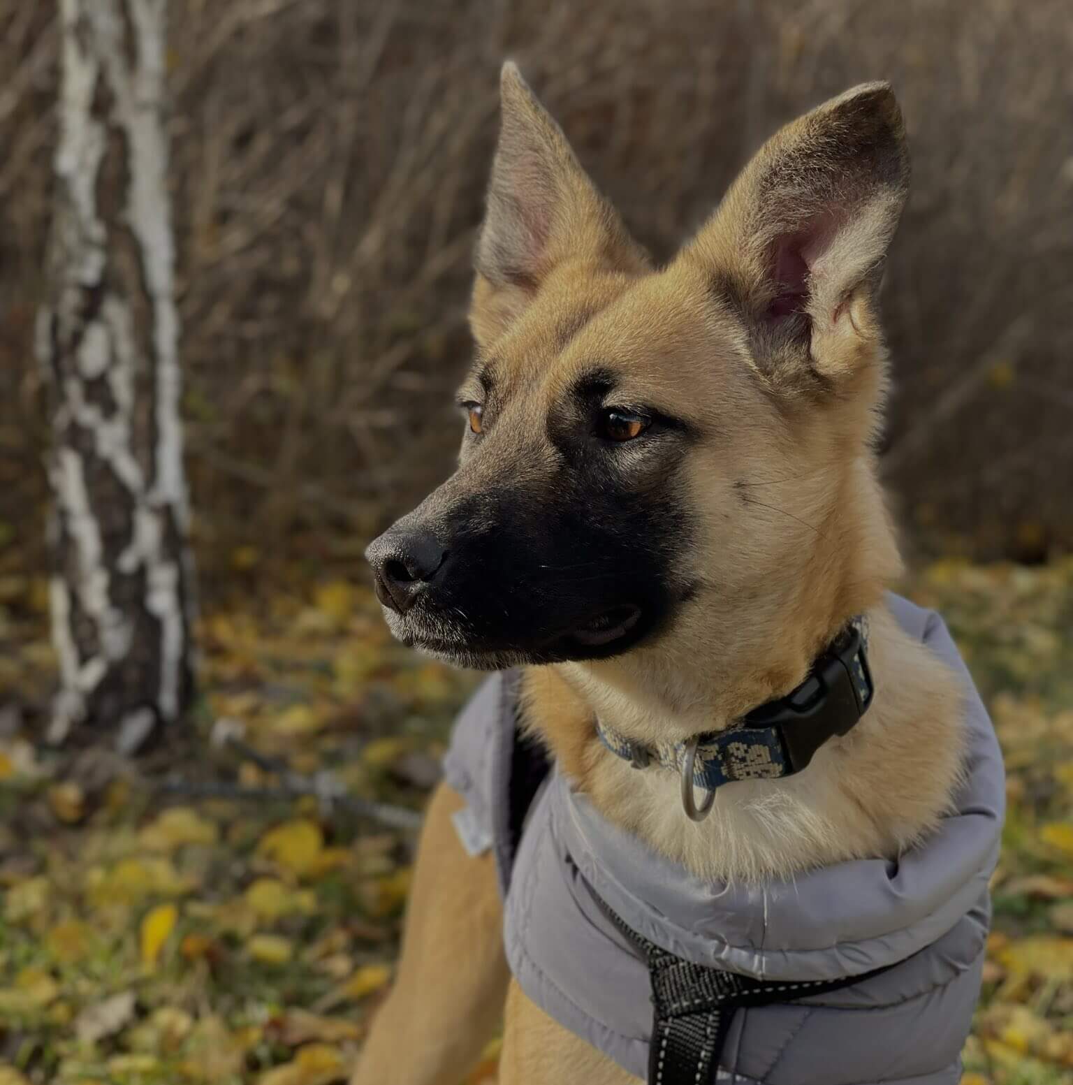 Ellie’s Autumn Walk — A Rescue Dog’s New Joy
