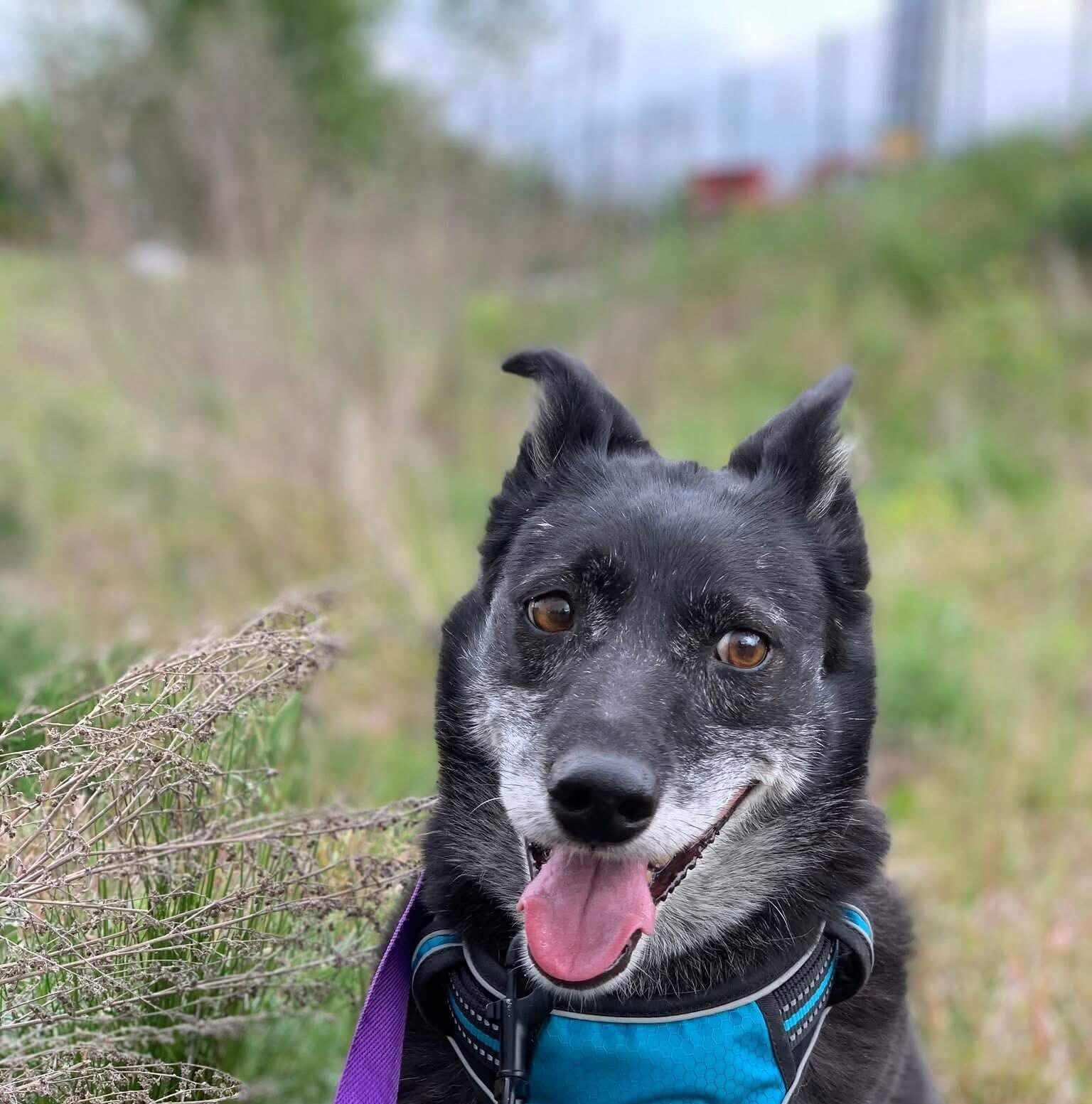 Help Rozina Feel Safe Again — Become Her Sponsor