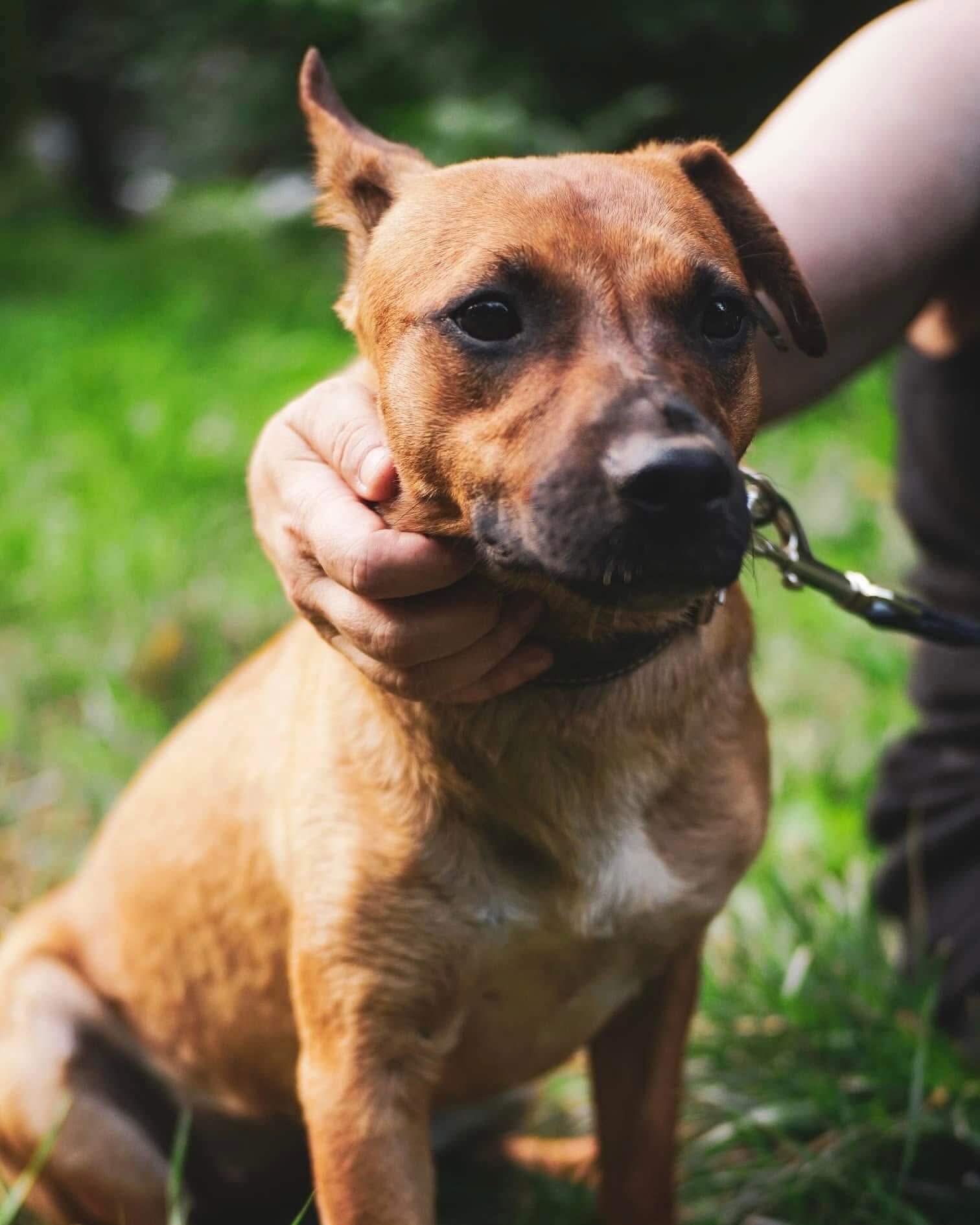 Kleopatra — the brave little queen looking for a home