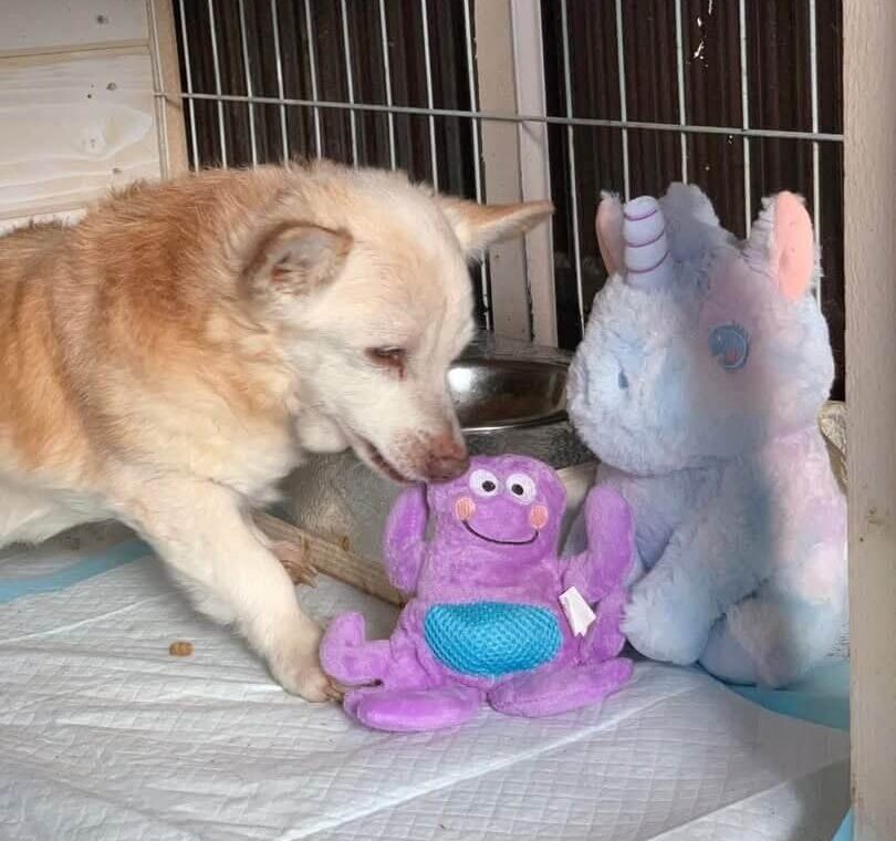 Help Kraken — a brave little survivor who needs your support