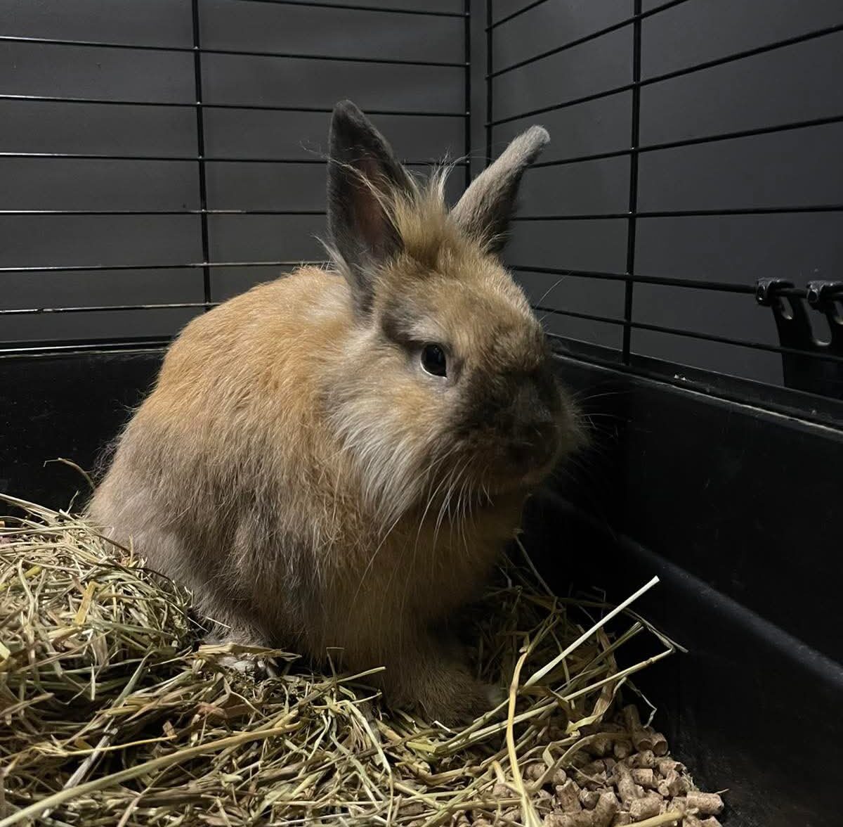 Tolik’s New Life — From Rescue to Pure Happiness