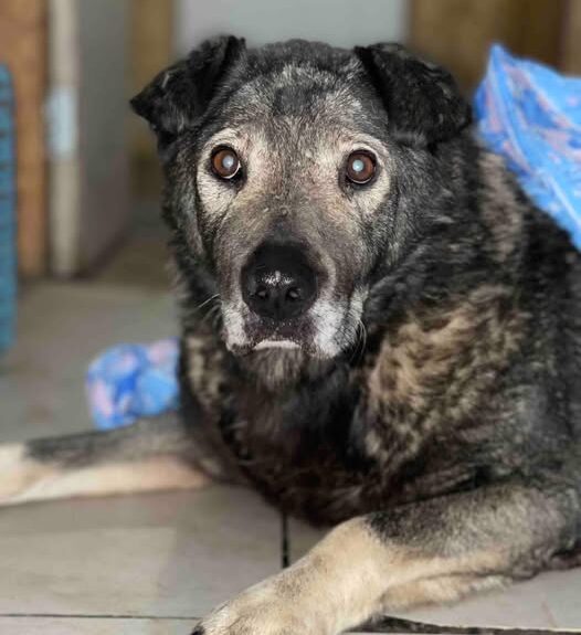 Help Druzhok Heal — Support His Recovery Journey