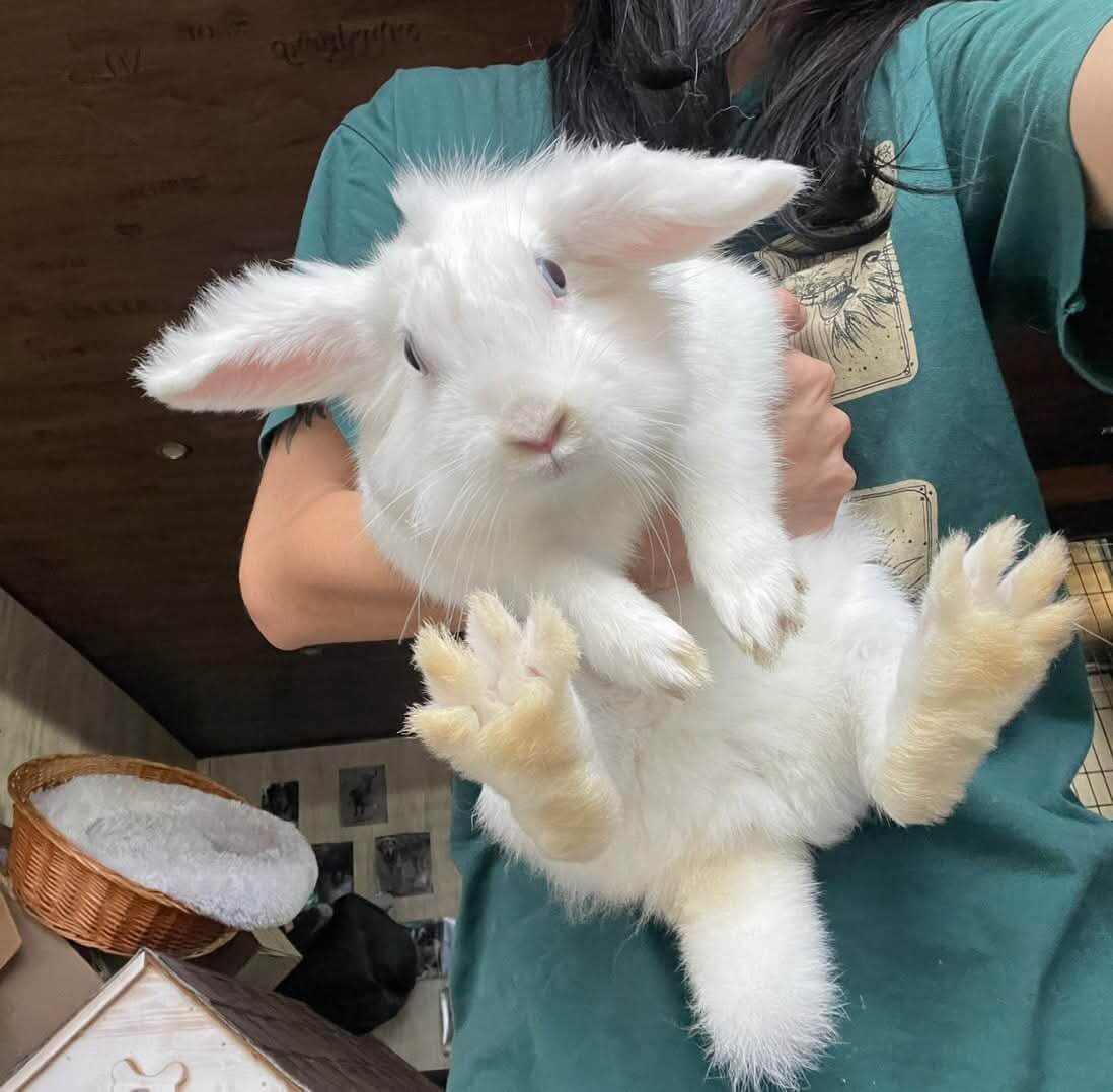 Zefirka: a rescued Ukrainian bunny seeking love