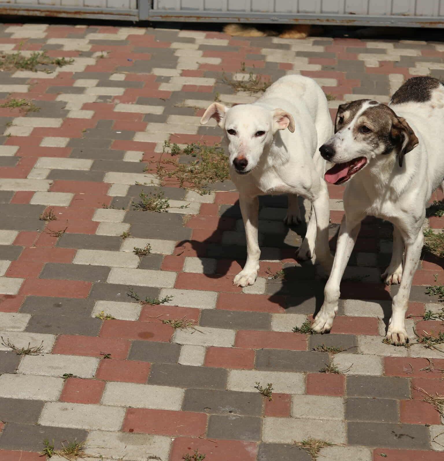 Help Ray & Jack Get Life-Saving Medical Tests