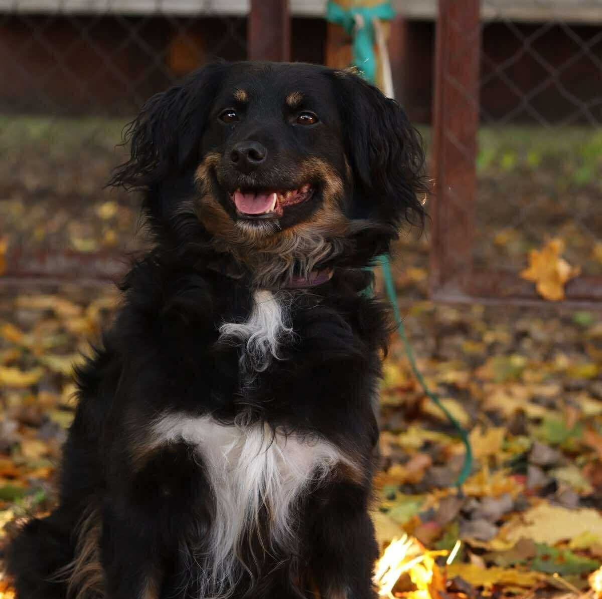 Bala: A Gentle Soul Hoping for a Loving Home