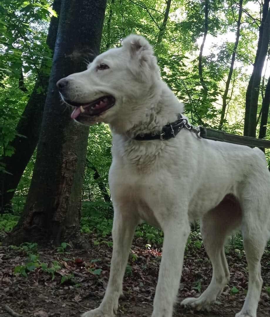 Help Terra Heal: Sponsor a Traumatized Alabai