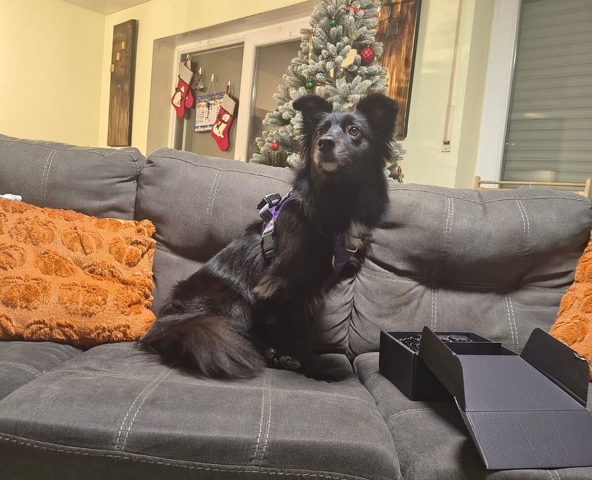 Blanka’s First Grooming: A New Beginning