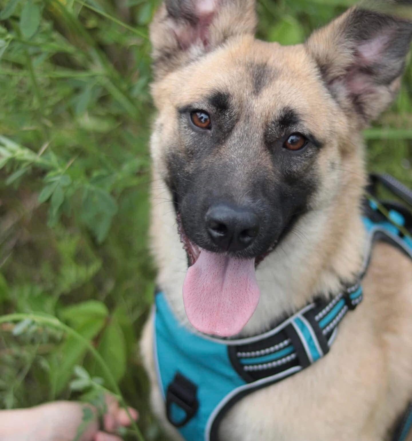 Ellie — Energetic and Smart Rescue Pup