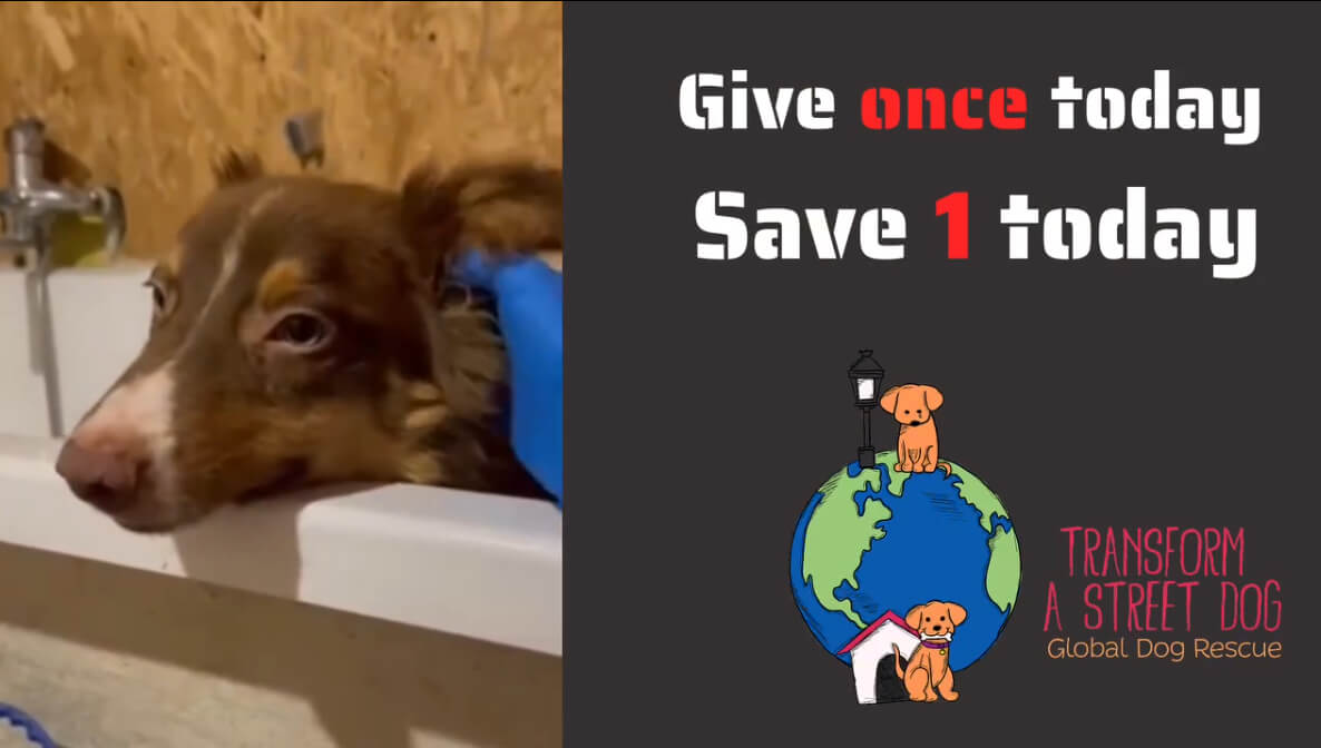 Help Save Our Shelter Animals This Giving Tuesday