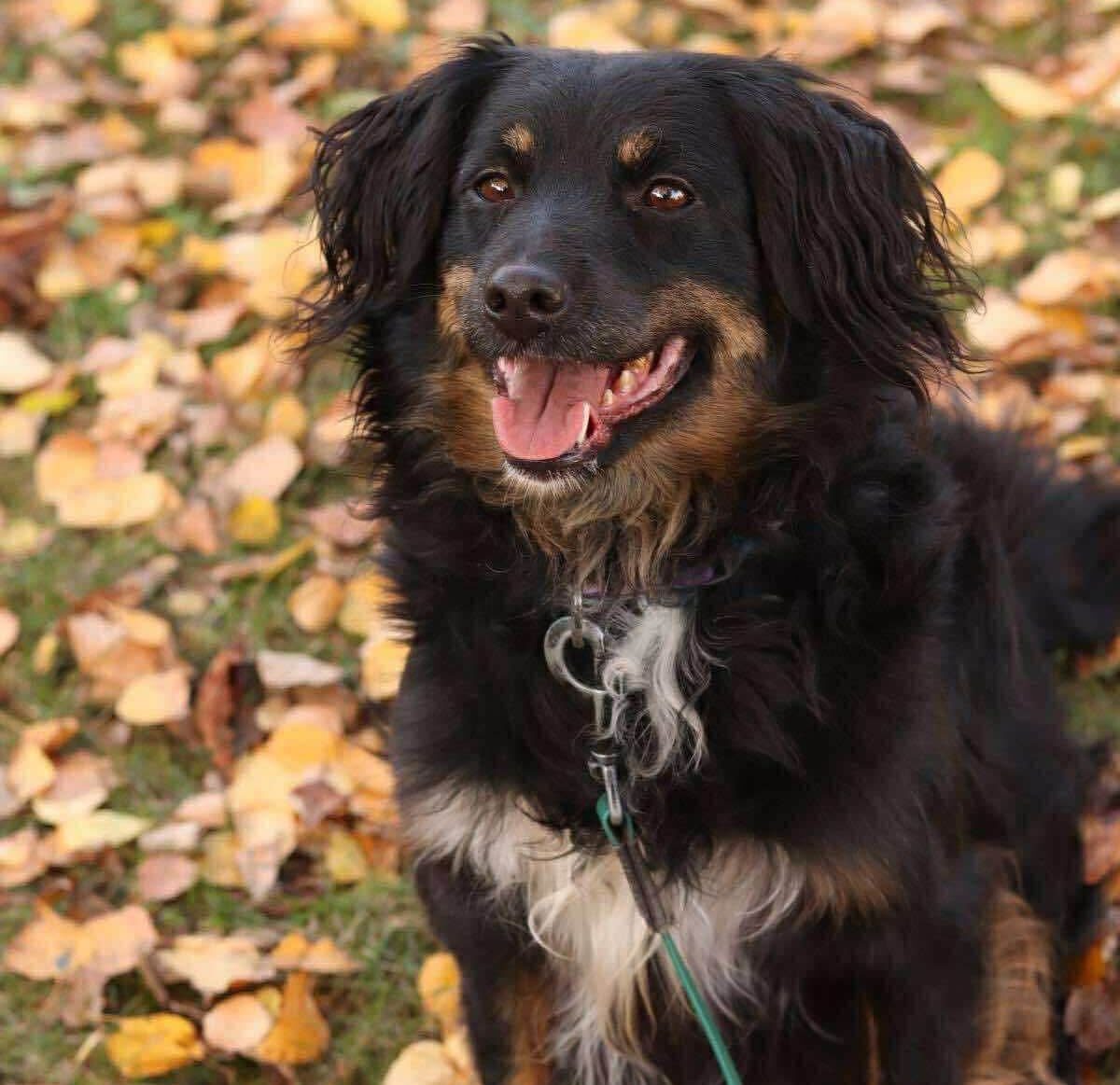 Bala — A Gentle Dog Searching for a Loving Home