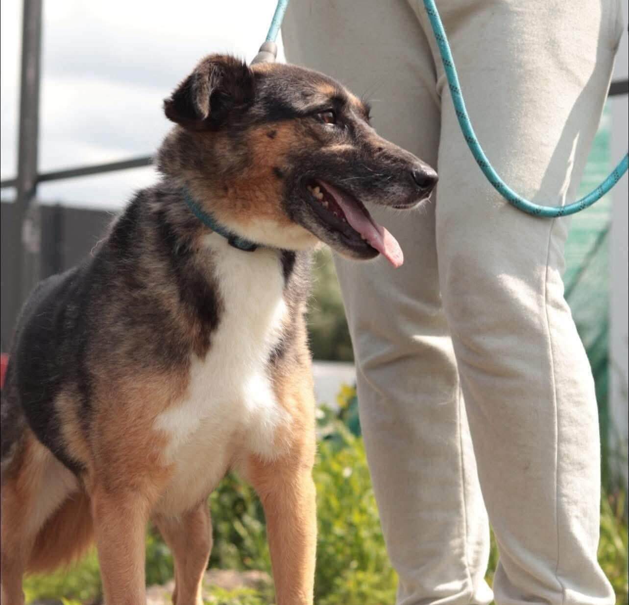 Zoja — A Brave, Loving Dog Searching for Her Family