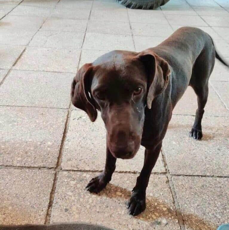 Urgent Help Needed to Keep Our Shelter Warm This Winter