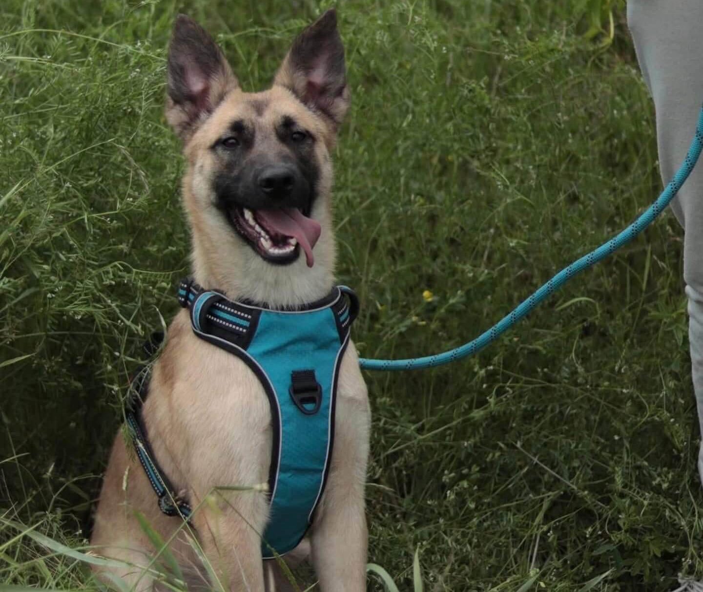 Meet Ellie: A Bright, Energetic Pup Ready to Shine