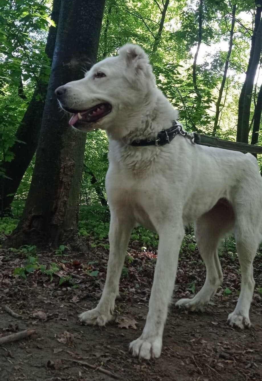 Terra Needs a Sponsor: Help a Scared Soul Find Peace