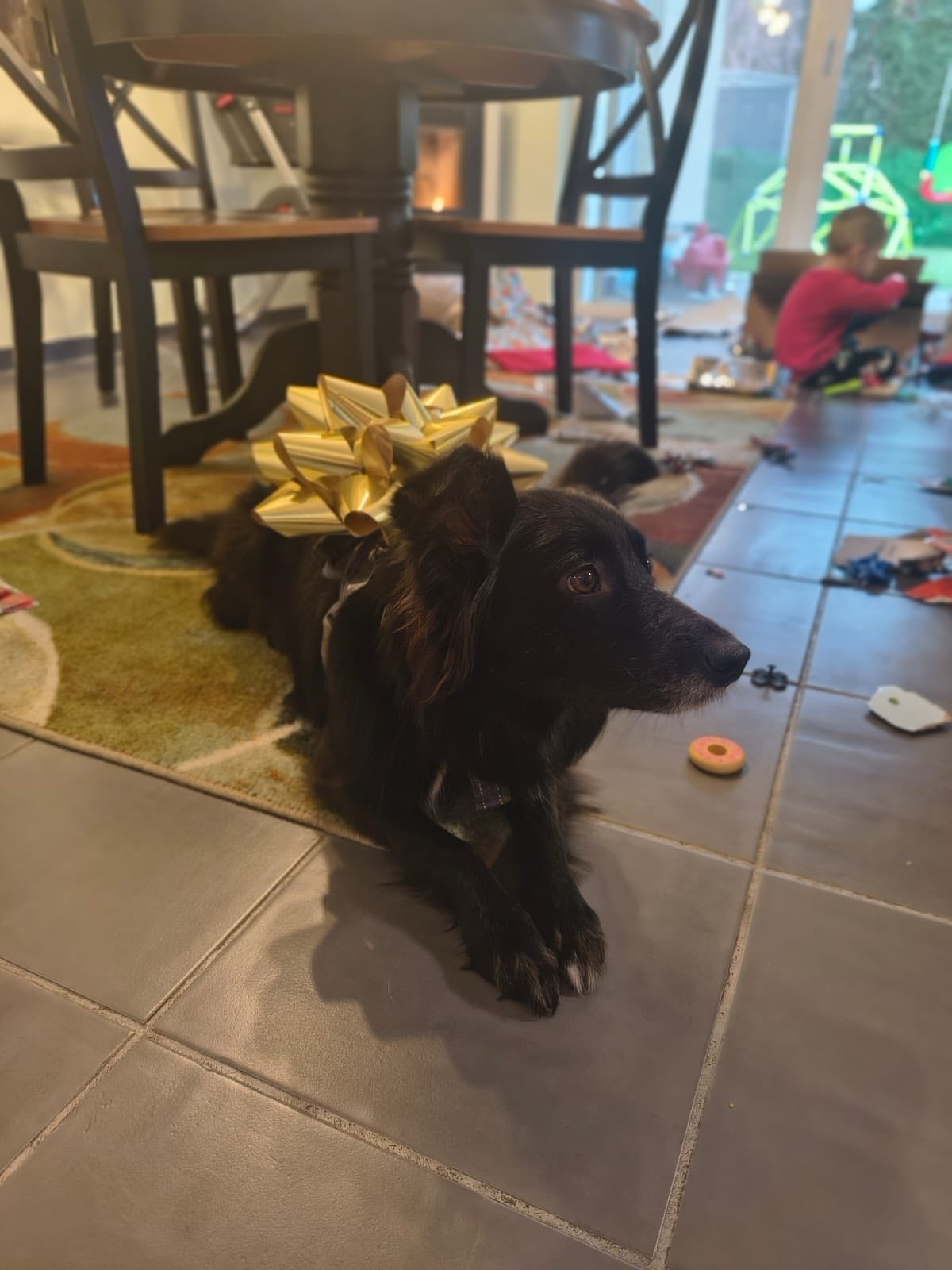 Blanka’s Christmas Miracle: Safe, Loved, Home at Last