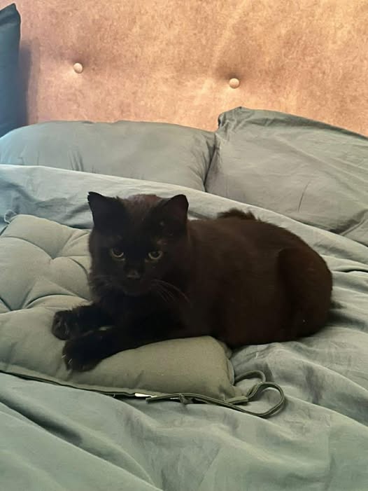 Chelsea’s Journey: From Illness to a Hopeful New Home