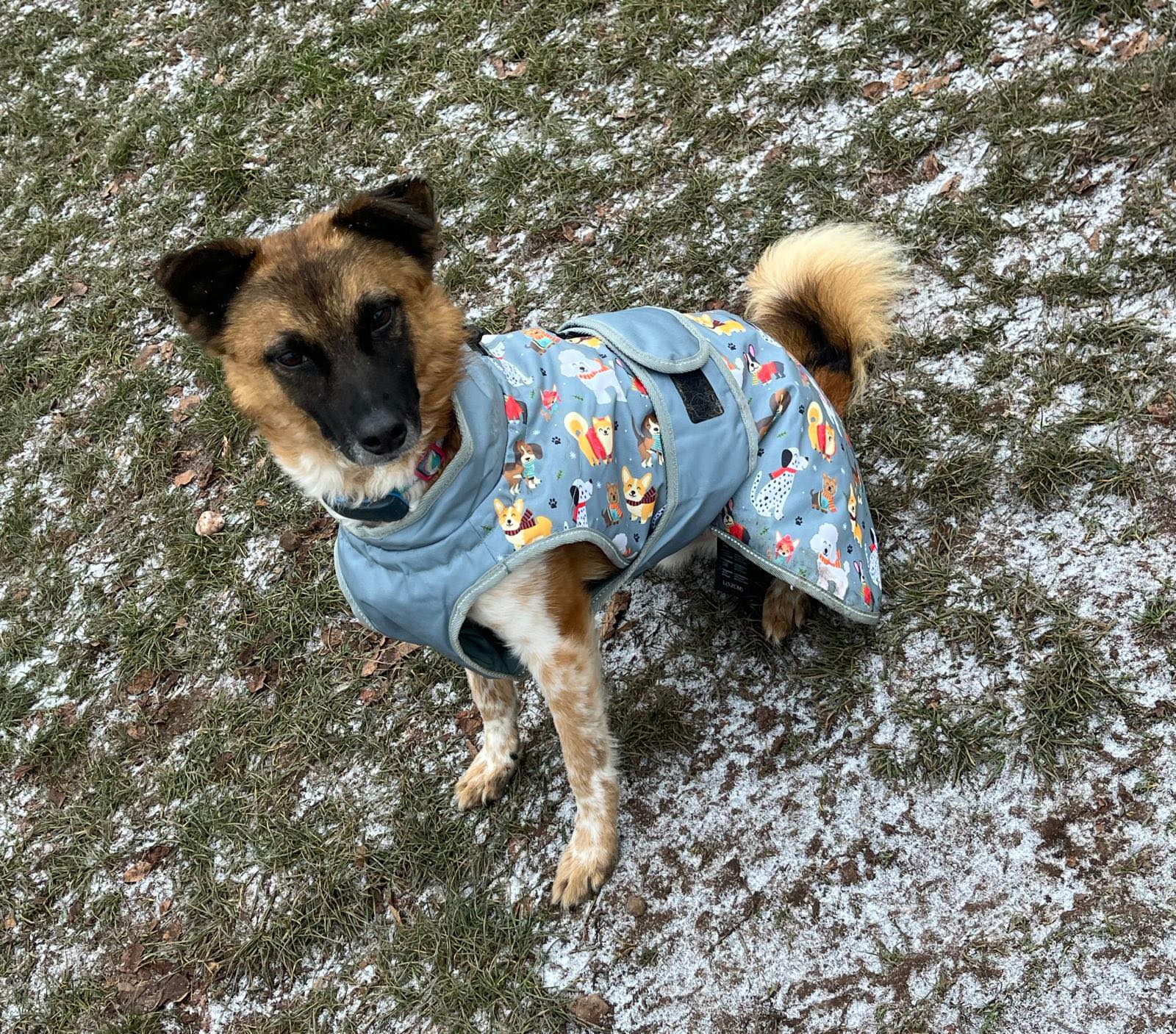 Lys: A Survivor Who Found His Safe and Loving Home