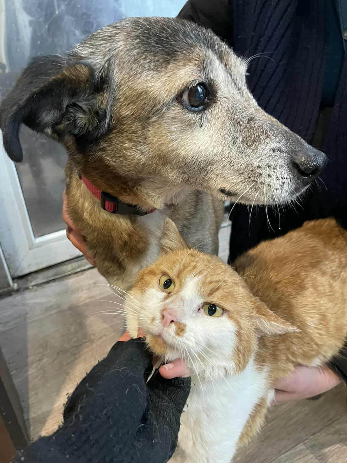 Chicco & Rambo Need Help to Survive the Freezing Winter