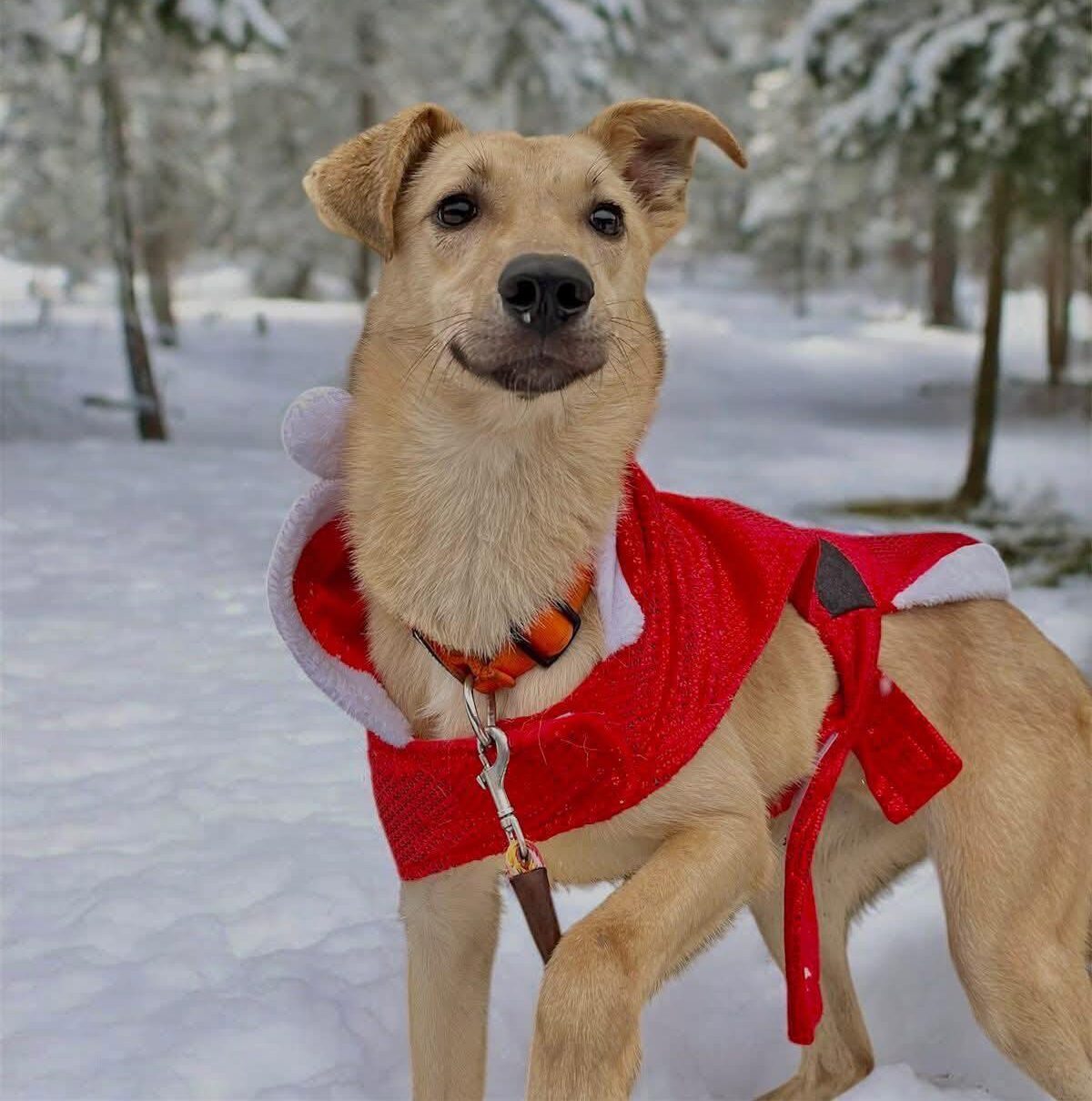 Louis: From a Frozen Hole to a Second Chance