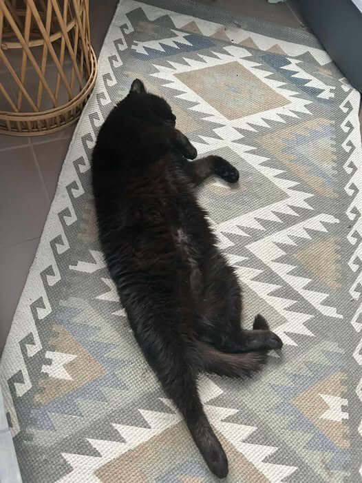 Chelsea Is Finally Home and Loved