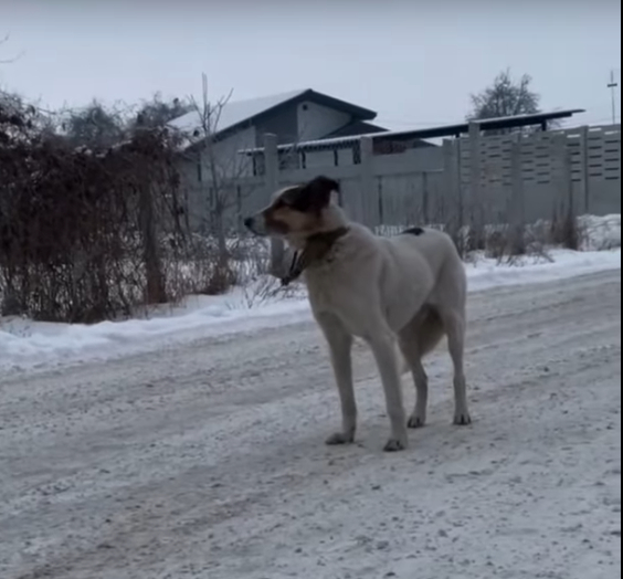 Saved From Chains, Cold, and Certain Death