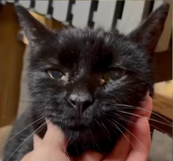 Still Without Power — Our Animals Need Help Now