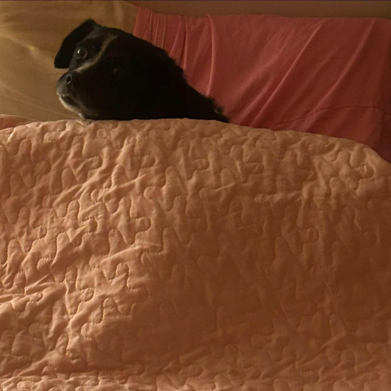 From Survival to Zoomies: Vishi’s One-Year Glow-Up