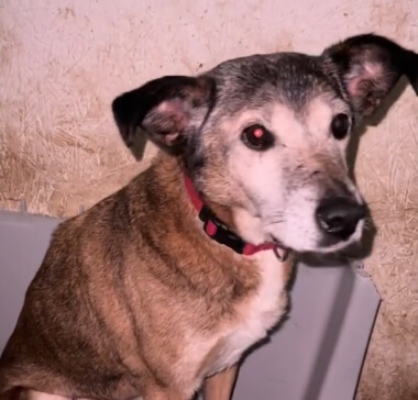 We Still Have No Power — Animals Are Freezing in Kyiv