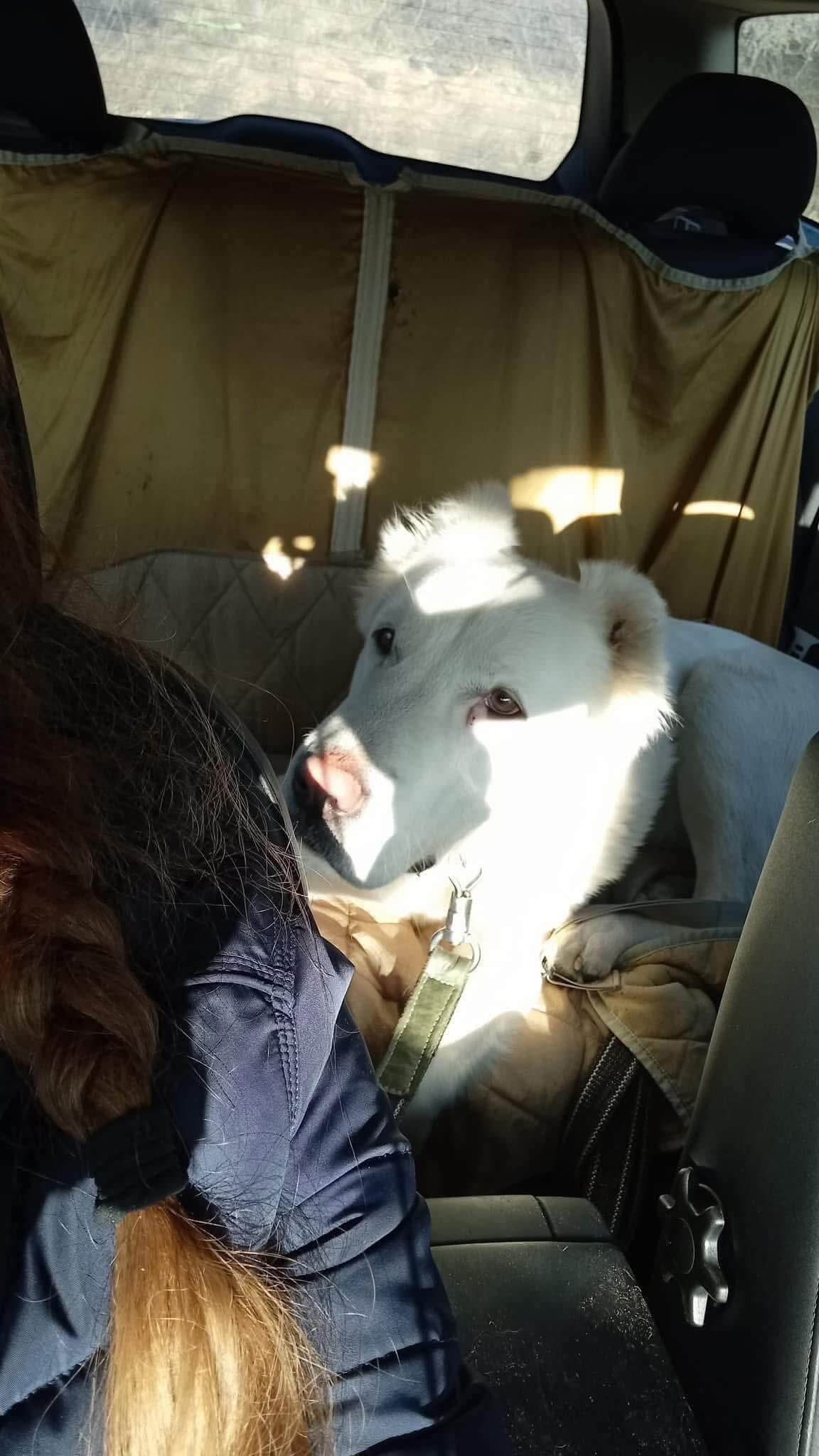 Terra the Alabai: A Powerful Dog with a Fragile Heart