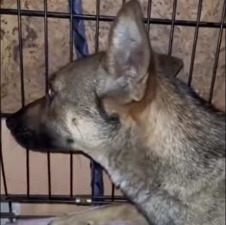 Mom and Puppies Update: Healing, Growing, and Finally Safe