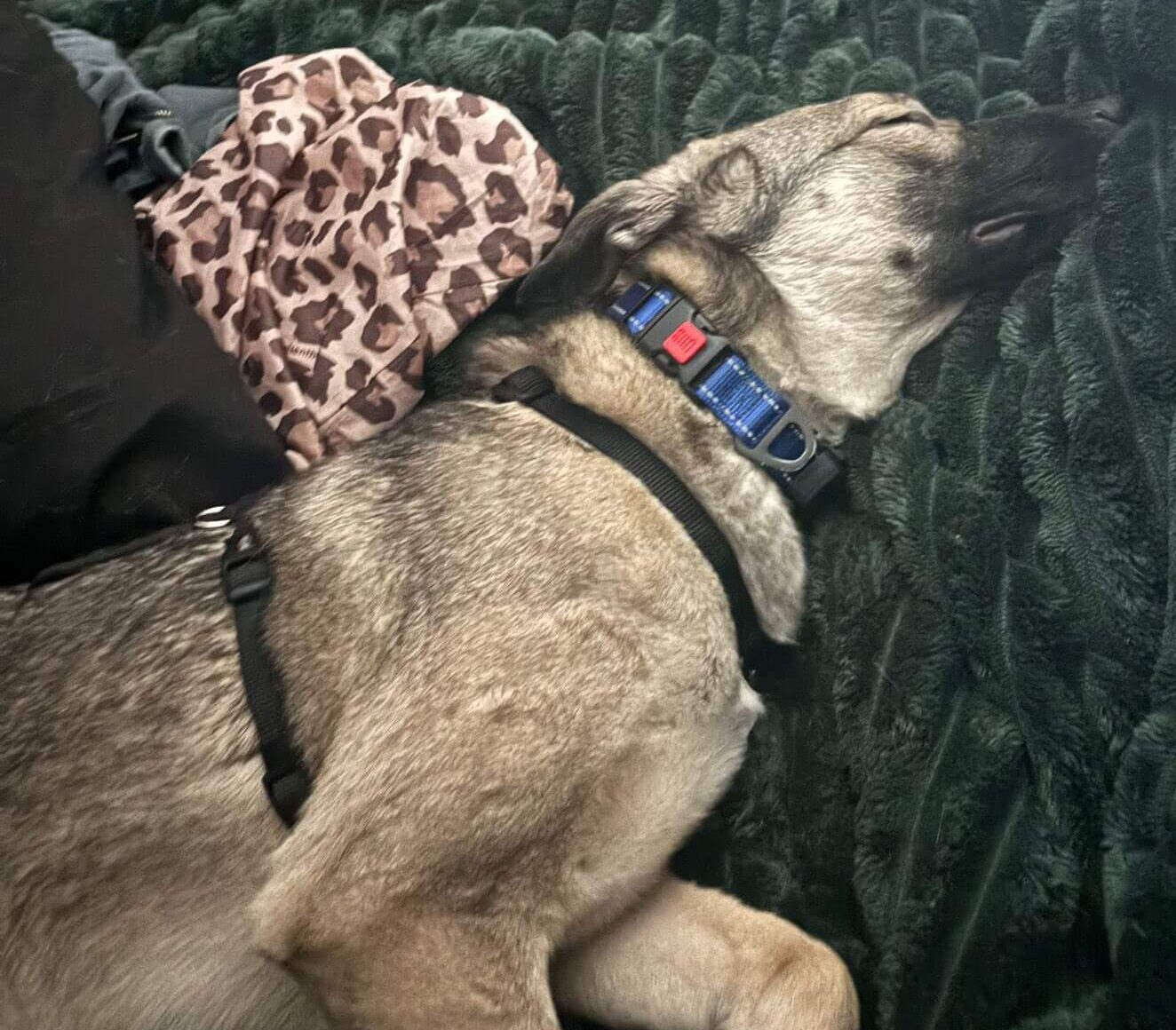 Mrija’s Journey: From Abandoned Puppy to Beloved Family Dog