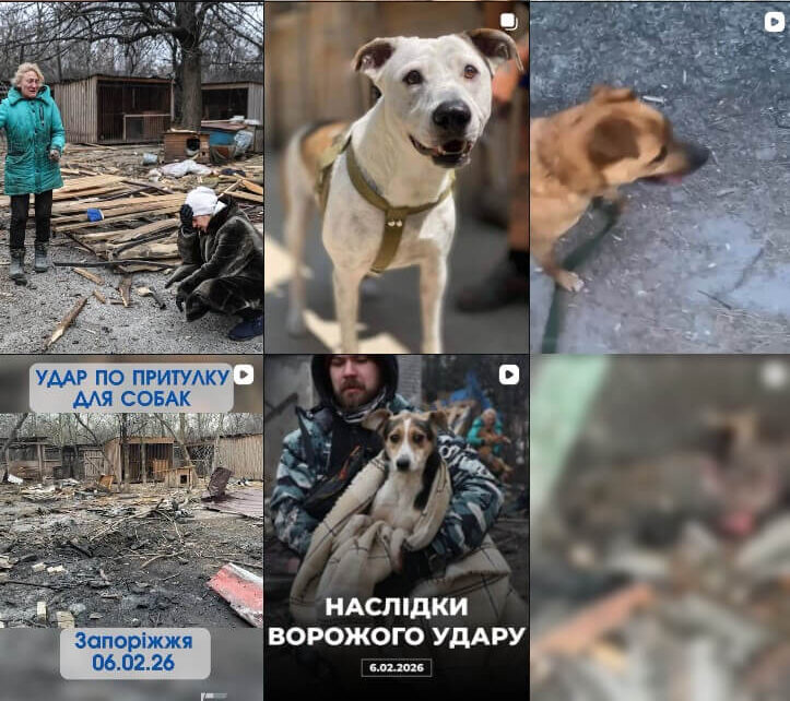 A Shelter Under Fire: Another Tragedy for Ukraine’s Animals