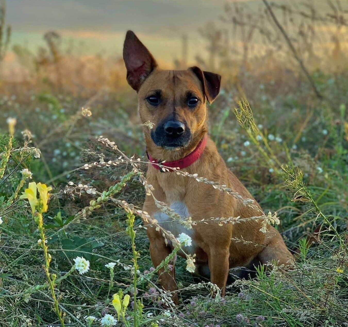 Kleopatra’s Story: A Little Queen Looking for Her Home