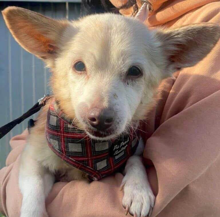 Kraken Needs a Sponsor — A Small Dog with a Big Story