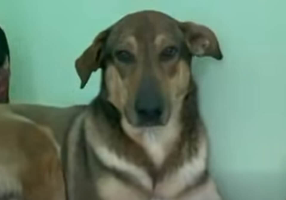 Emergency Help for Bombed Dog Shelter