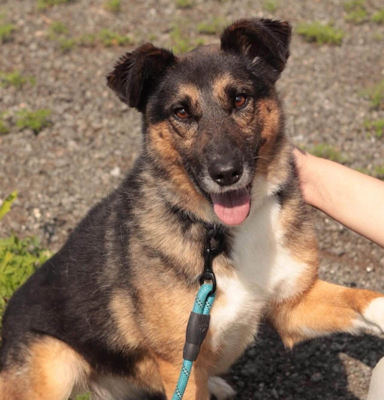 Zoja - A Brave Rescue Dog Ready for Her Forever Home