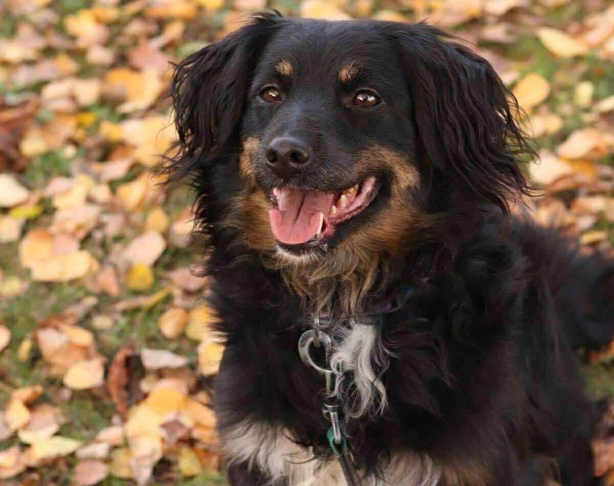 Bala - The Gentle Heart Waiting for a Forever Home