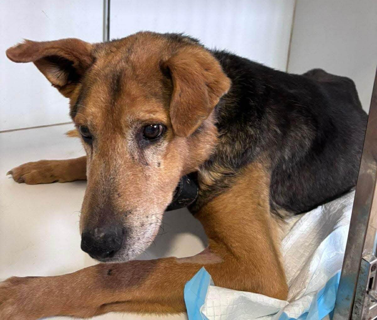 From a One-Meter Chain to a Second Chance at Life