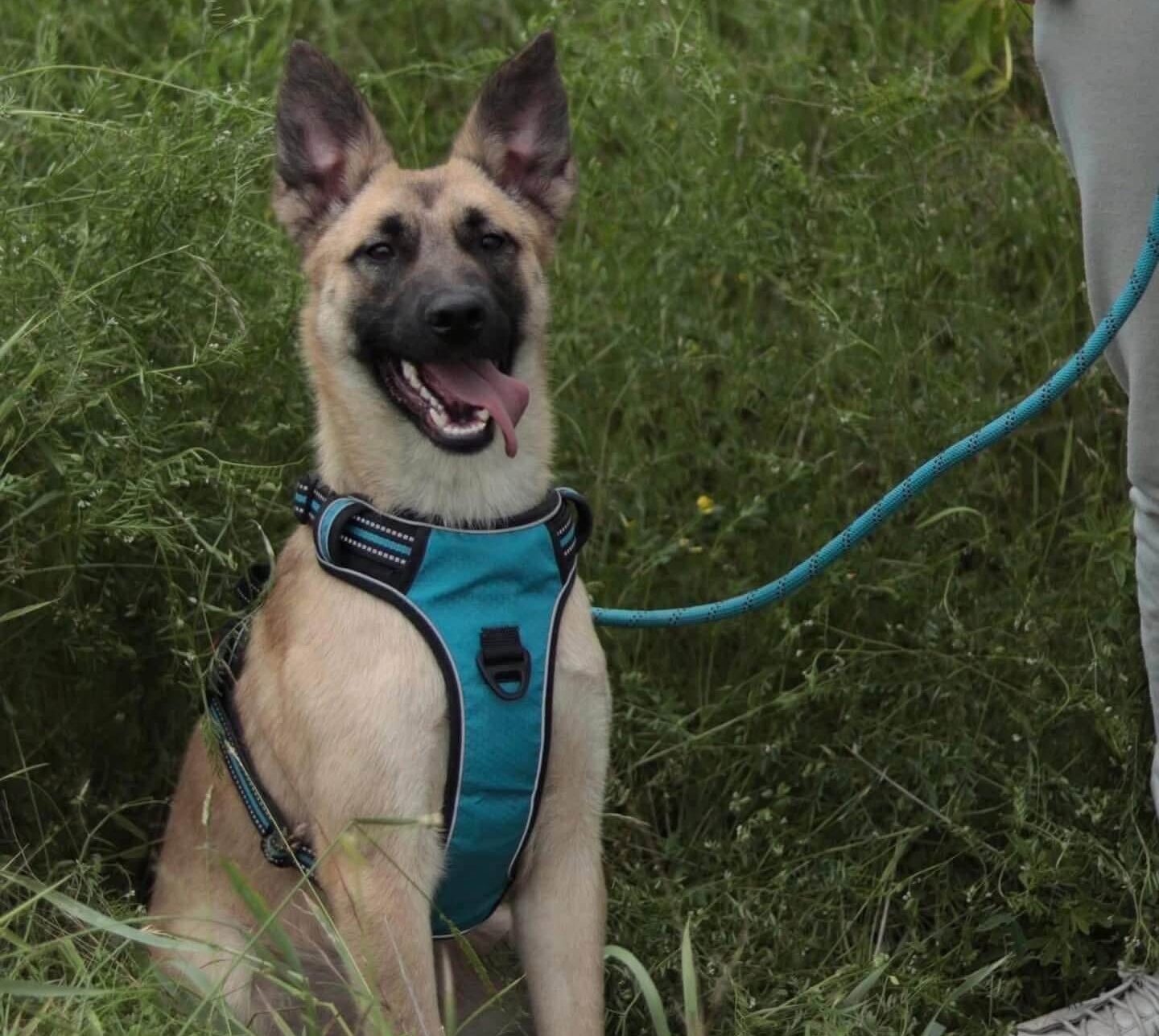 Ellie- A Brilliant, Energetic Pup Ready for Her Forever Home