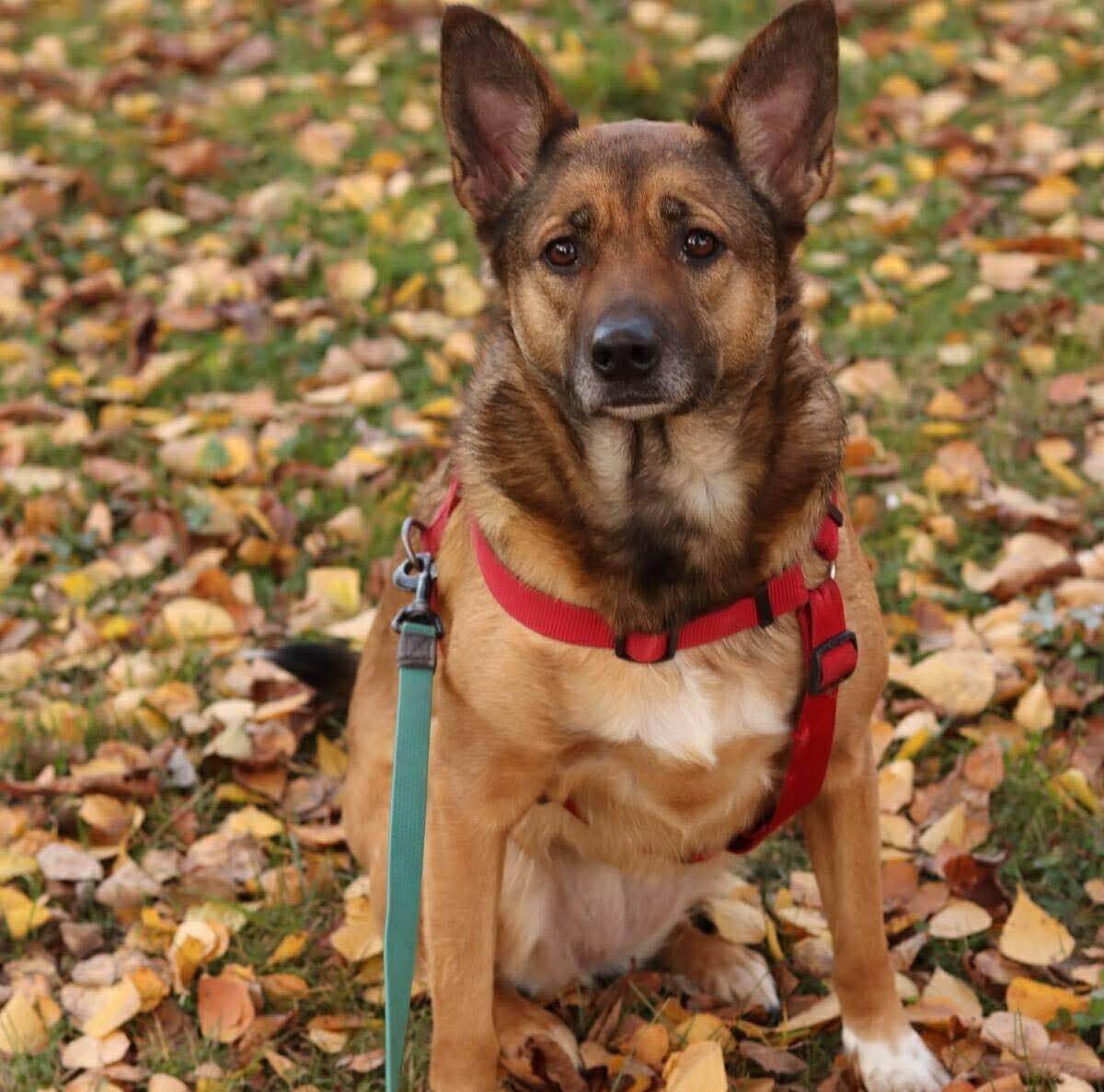 Aiya - An Energetic, Loving Dog Ready for Her Forever Home