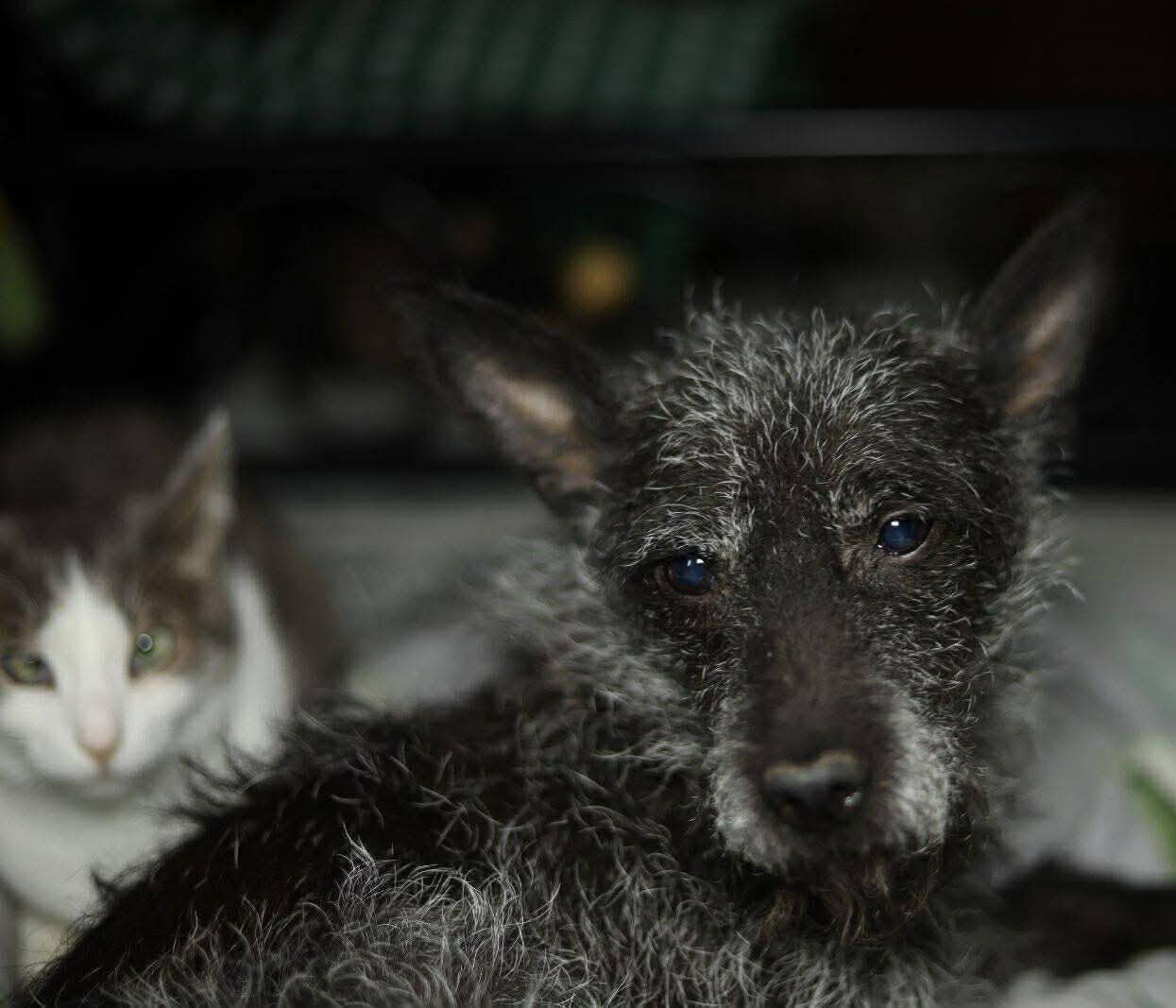 Charlie - A Gentle Soul Looking for a Loving Home