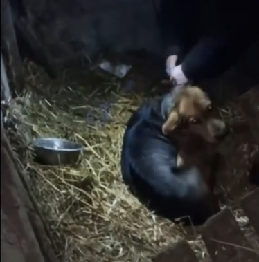 Meet Brown: A Senior Dog in Need