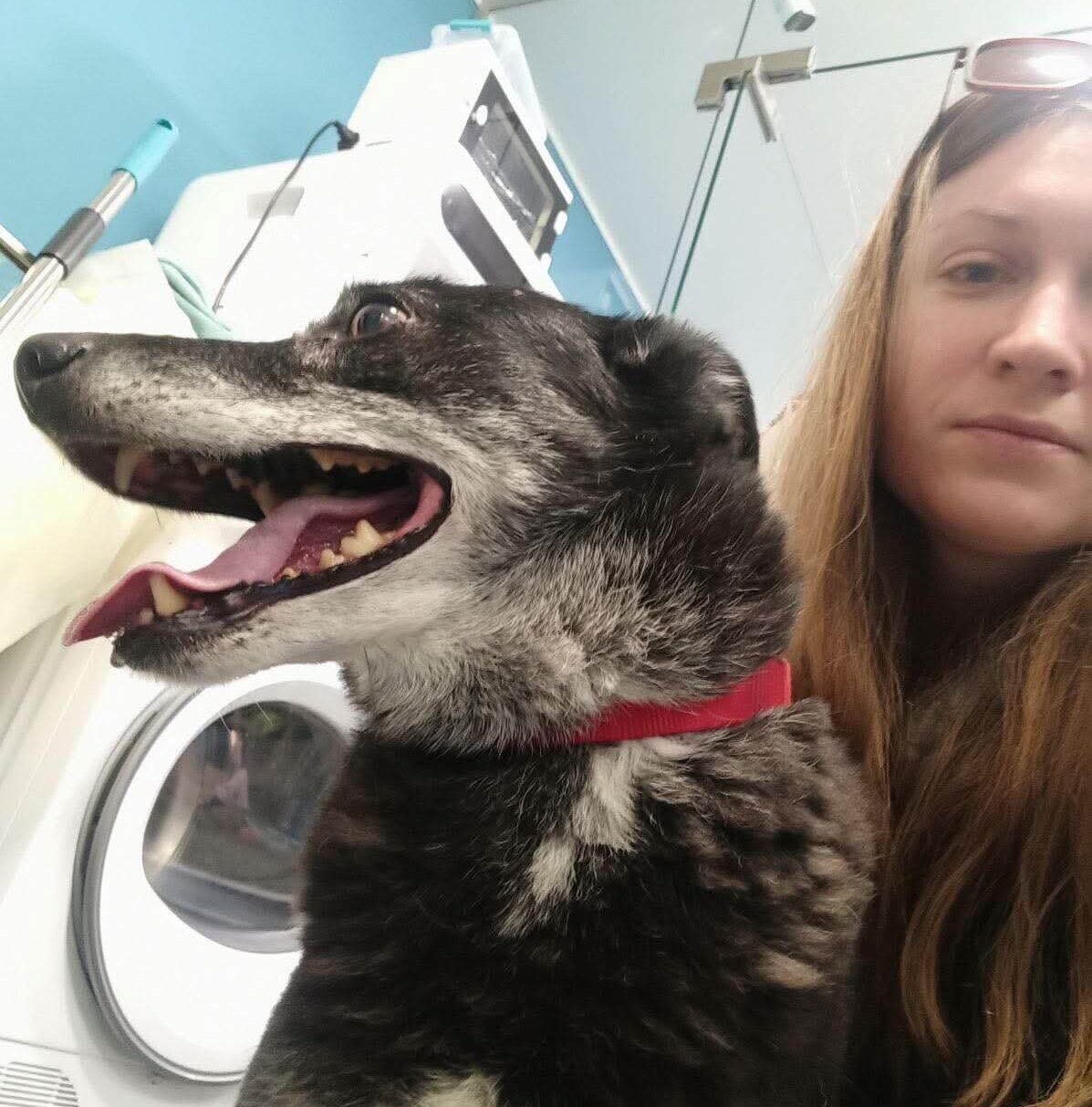 Preparing Rescue Dogs for Their Forever Homes Abroad