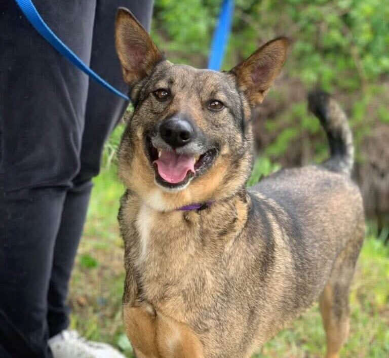 Silver - A War Survivor Looking for a Loving Home